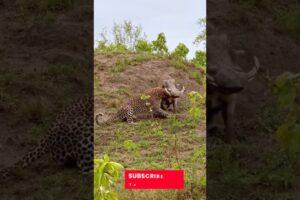 Danger Fight Hyena V/S Hippo 💥🌟😡 #astralix #wildlife #animals #shortvideo