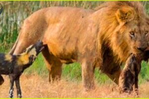 Deadliest Lion Attacks On Earth Ever Recorded | Animal Fighting