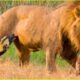 Deadliest Lion Attacks On Earth Ever Recorded | Animal Fighting