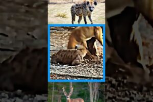 Deer Fights for Its Life Against Two Relentless Hyenas!