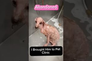 Disabled Puppy Was Abandoned I Adopted Puppy Dog