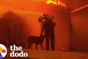 Dog Lost In The LA Fires Brings Community Together | The Dodo