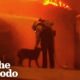 Dog Lost In The LA Fires Brings Community Together | The Dodo