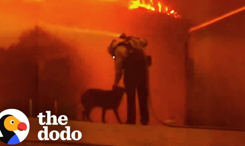 Dog Lost In The LA Fires Brings Community Together | The Dodo