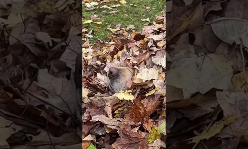 Dog Love Playing With Leaves😍