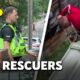 Dog Rescuers: Caught on Camera and Served Justice | Full Documentary