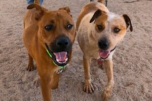 Dog TV Daycare for Fridays