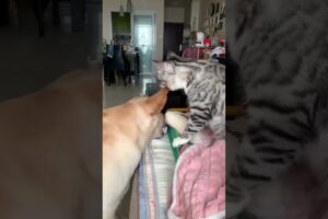 Dog & cat fights🤣🤣, funny cat and dog videos, funny videos #funny #cat #shortvideos #memes