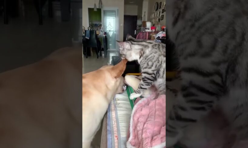 Dog & cat fights🤣🤣, funny cat and dog videos, funny videos #funny #cat #shortvideos #memes