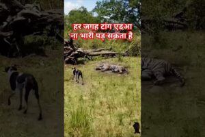 Dog fights with tiger #tiger#dog #wildlife #shorts