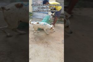 Dog releasing same palace #release #dog #dogwithpublicsafety #pets #ytshorts #rescue