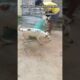 Dog releasing same palace #release #dog #dogwithpublicsafety #pets #ytshorts #rescue