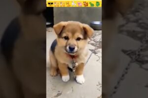 Dog sounds | Puppy Voice | Chote pille ki awaj 😍😍😎 #shorts #viral #dog #puppy #babydog #shortvideo