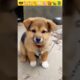 Dog sounds | Puppy Voice | Chote pille ki awaj 😍😍😎 #shorts #viral #dog #puppy #babydog #shortvideo