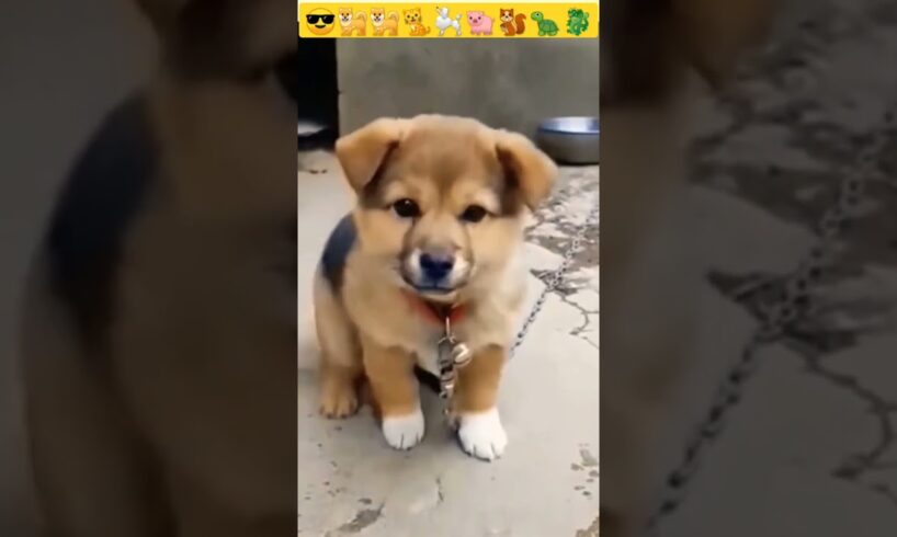 Dog sounds | Puppy Voice | Chote pille ki awaj 😍😍😎 #shorts #viral #dog #puppy #babydog #shortvideo