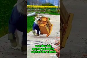 Dog steals from everyone to make owner happy ❤️ #shorts #rescue #funnyanimals #dog