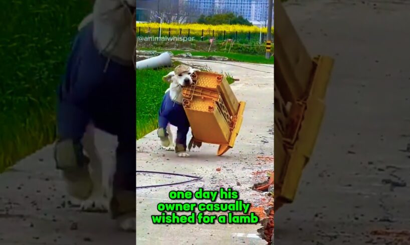 Dog steals from everyone to make owner happy ❤️ #shorts #rescue #funnyanimals #dog