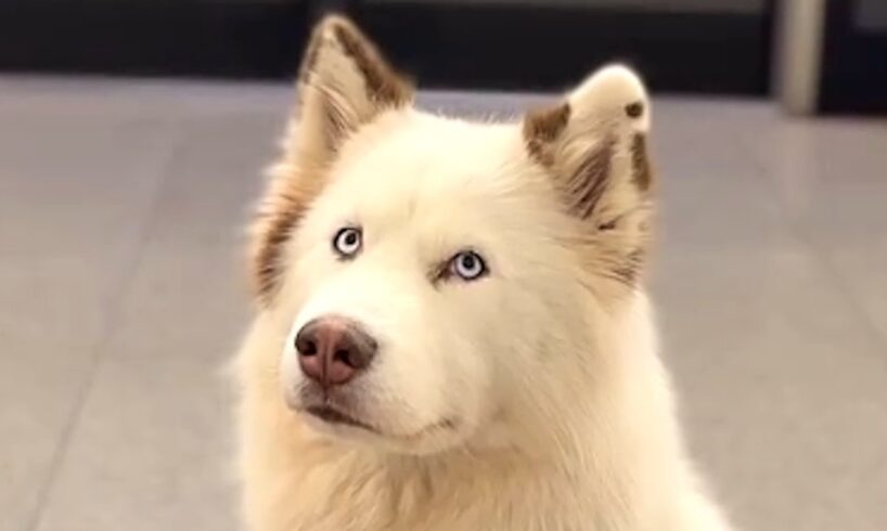 Dog travels by train, comforts everyone she sees