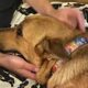 Dog's emotional response to puppies after losing her own