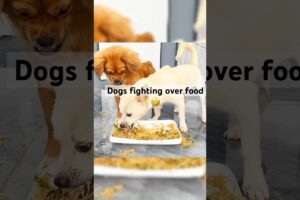 Dogs fights over food. #dogs #dogshorts