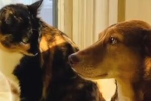 Dog's heartwarming response to deaf cat