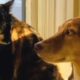 Dog's heartwarming response to deaf cat