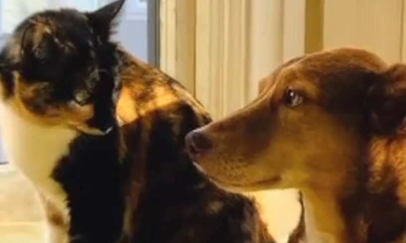 Dog's heartwarming response to deaf cat