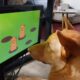 Dogs playing video games with Joipaw