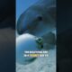 Dolphins get HIGH on puffer fish while playing with it 🐬 | Animals on drugs 🌿🐡 #dolphin #dolphins