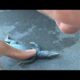 Drowning Lizard Gets CPR From Kind Woman | The Dodo