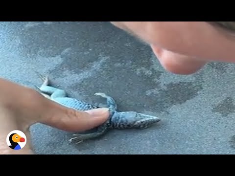 Drowning Lizard Gets CPR From Kind Woman | The Dodo