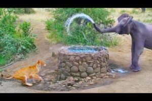 Elephant Sprays Water at Lion