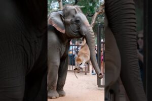 😱🔥Elephant Vs Kangaroo Fight🐘🦘#animals #animal #shorts #trending #animallover #wildlife #elephant