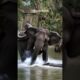 😱Elephant Vs Python Vs Crocodile Fight #animals #animal #trending #shorts #animallover #wildlife