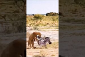 Epic Showdown: Zebra vs Lion – Survival Battle in the Wild