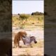 Epic Showdown: Zebra vs Lion – Survival Battle in the Wild