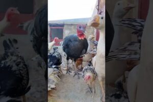 FOWL PLAY! Morning Madness as Turkey Hen,Ducks,Goose & Friends Escape the Farm #shorts #viralvideo