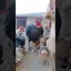 FOWL PLAY! Morning Madness as Turkey Hen,Ducks,Goose & Friends Escape the Farm #shorts #viralvideo