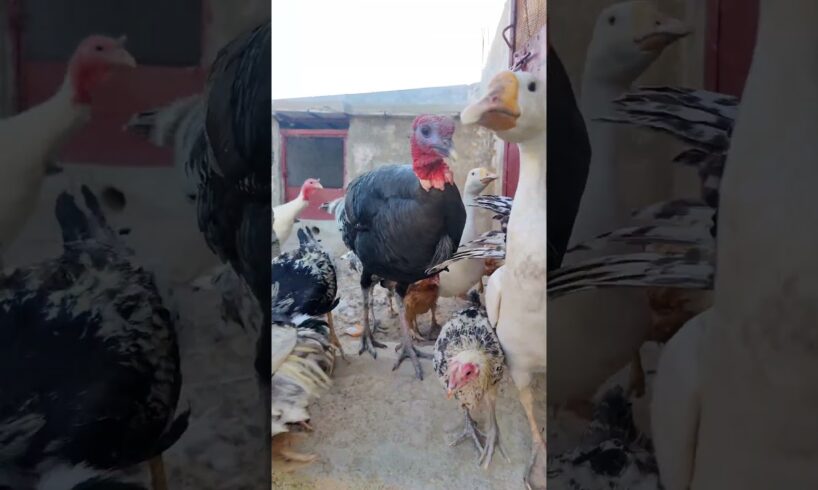 FOWL PLAY! Morning Madness as Turkey Hen,Ducks,Goose & Friends Escape the Farm #shorts #viralvideo