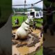 Farmers rescued a heavy goat stuck in mud #humanity #goat #bakra #animals #veternary #rescueanimals