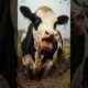 Fat Cow Rescued From Mud By Helicopter! #humanity#cow#animals#muddyfield#help