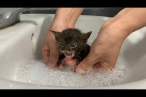 First time bathing a kitten