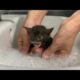 First time bathing a kitten