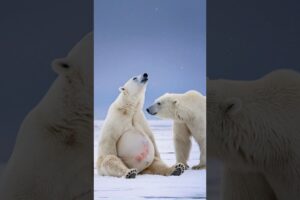 Fisherwoman helps a polar bear in labor.