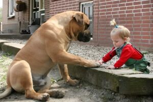 Forget Babysitters, Dogs Have Got You Covered! ❤️