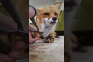 Fox caught in trap rescued by man #fox #rescuefox #short