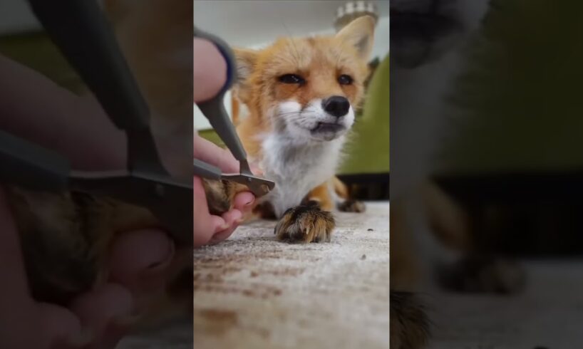 Fox caught in trap rescued by man #fox #rescuefox #short