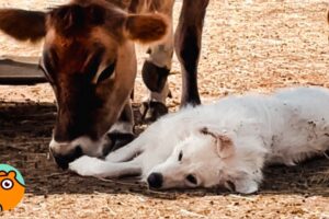 Friendly Cow & Dog Greet Each Other Every Morning! | Cuddle Buddies