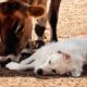 Friendly Cow & Dog Greet Each Other Every Morning! | Cuddle Buddies