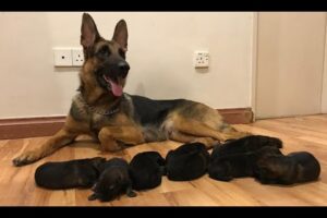 German shepherd Giving birth to 9 puppies -  (First Litter)